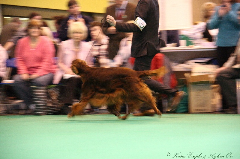 Crufts2011_2 169.jpg